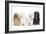 Bichon Havanais, Bichon Frise-null-Framed Photographic Print