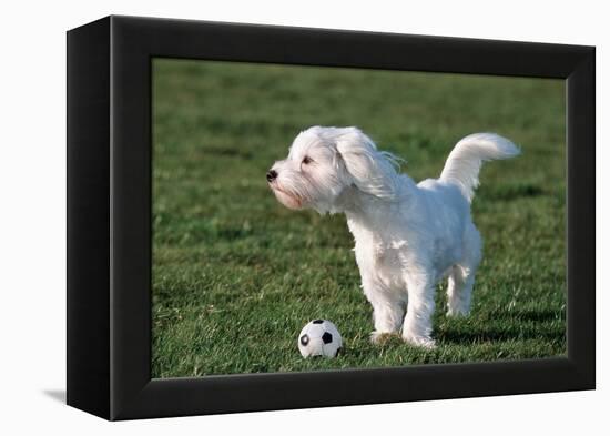 Bichon Maltaise- Playing with Football-null-Framed Premier Image Canvas
