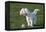 Bichon Maltaise- Playing with Football-null-Framed Premier Image Canvas