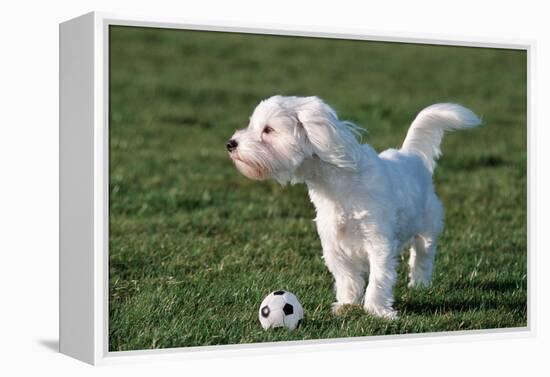 Bichon Maltaise- Playing with Football-null-Framed Premier Image Canvas