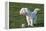 Bichon Maltaise- Playing with Football-null-Framed Premier Image Canvas