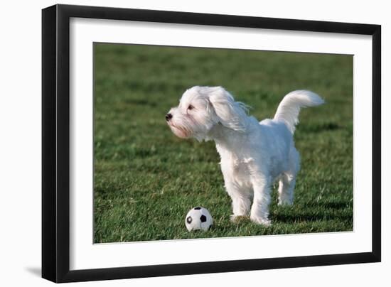 Bichon Maltaise- Playing with Football-null-Framed Photographic Print