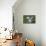 Bichon Maltaise- Playing with Football-null-Mounted Photographic Print displayed on a wall