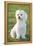 Bichon Maltiase Sitting Upright-null-Framed Premier Image Canvas