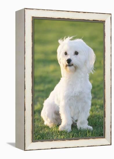 Bichon Maltiase Sitting Upright-null-Framed Premier Image Canvas