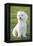 Bichon Maltiase Sitting Upright-null-Framed Premier Image Canvas