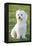 Bichon Maltiase Sitting Upright-null-Framed Premier Image Canvas