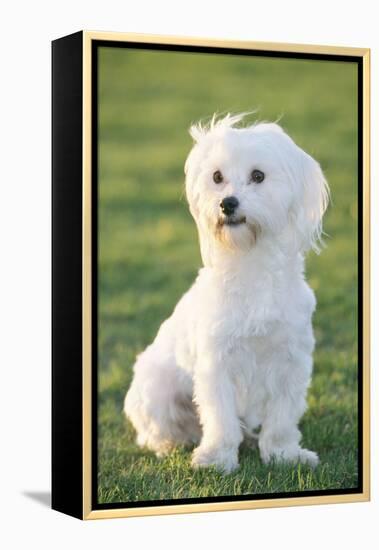 Bichon Maltiase Sitting Upright-null-Framed Premier Image Canvas