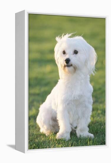 Bichon Maltiase Sitting Upright-null-Framed Premier Image Canvas