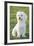 Bichon Maltiase Sitting Upright-null-Framed Photographic Print