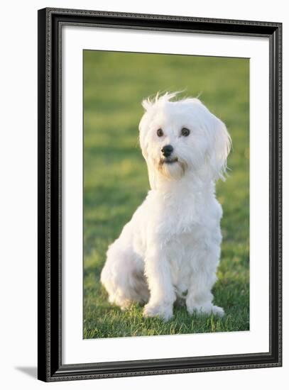 Bichon Maltiase Sitting Upright-null-Framed Photographic Print