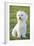 Bichon Maltiase Sitting Upright-null-Framed Photographic Print