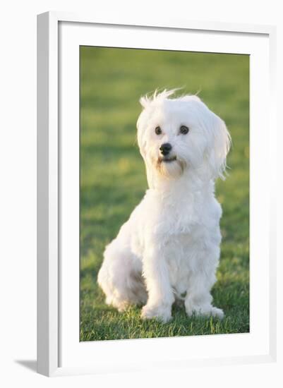 Bichon Maltiase Sitting Upright-null-Framed Photographic Print