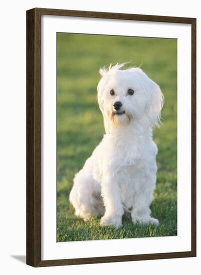 Bichon Maltiase Sitting Upright-null-Framed Photographic Print