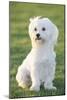 Bichon Maltiase Sitting Upright-null-Mounted Photographic Print