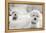 Bichons Black and White-Karyn Millet-Framed Premier Image Canvas