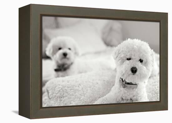 Bichons Black and White-Karyn Millet-Framed Premier Image Canvas