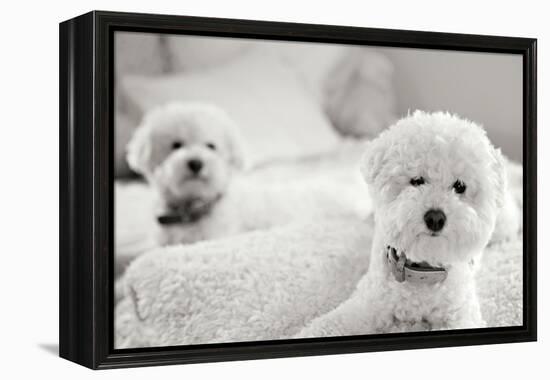 Bichons Black and White-Karyn Millet-Framed Premier Image Canvas