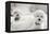 Bichons Black and White-Karyn Millet-Framed Premier Image Canvas