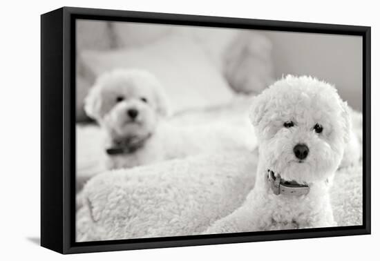 Bichons Black and White-Karyn Millet-Framed Premier Image Canvas