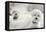 Bichons Black and White-Karyn Millet-Framed Premier Image Canvas