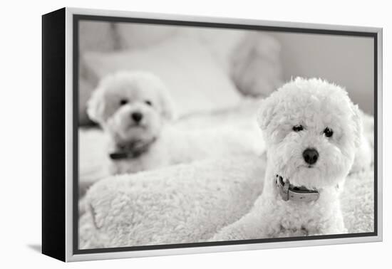 Bichons Black and White-Karyn Millet-Framed Premier Image Canvas