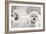 Bichons Black and White-Karyn Millet-Framed Photographic Print