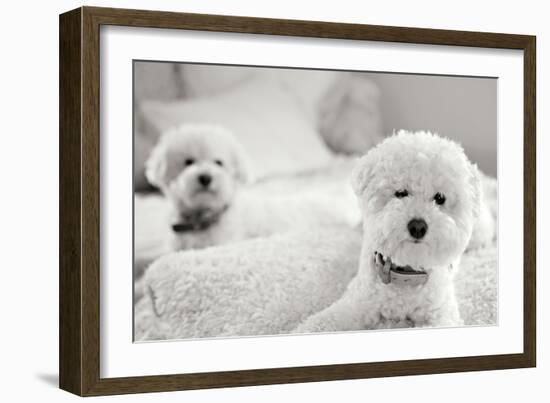 Bichons Black and White-Karyn Millet-Framed Photographic Print