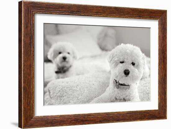 Bichons Black and White-Karyn Millet-Framed Photographic Print