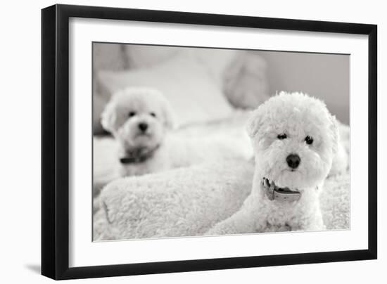 Bichons Black and White-Karyn Millet-Framed Photographic Print