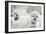 Bichons Black and White-Karyn Millet-Framed Photographic Print