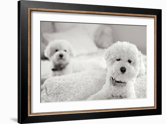 Bichons Black and White-Karyn Millet-Framed Photographic Print