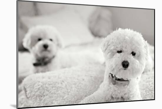 Bichons Black and White-Karyn Millet-Mounted Photographic Print