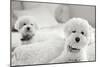 Bichons Black and White-Karyn Millet-Mounted Photographic Print