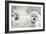 Bichons Black and White-Karyn Millet-Framed Photographic Print