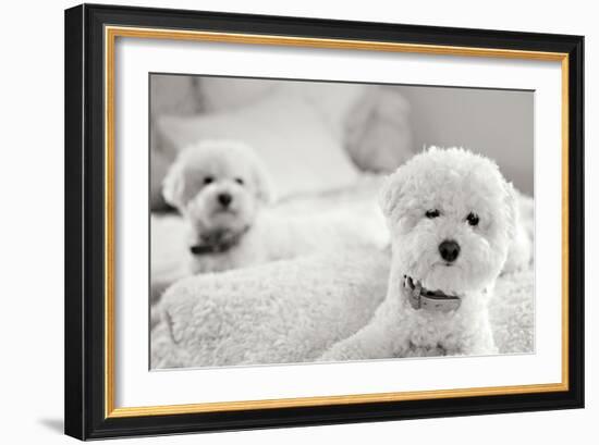 Bichons Black and White-Karyn Millet-Framed Photographic Print