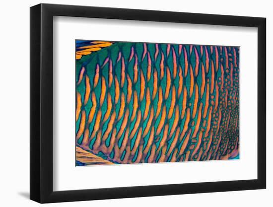 bicolor parrotfish male, scales detail, sinai, egypt, red sea-alex mustard-Framed Photographic Print