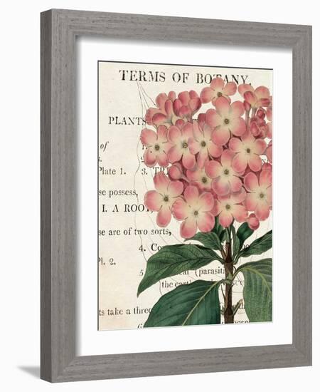 Bicolor Phlox Botany-Sue Schlabach-Framed Art Print