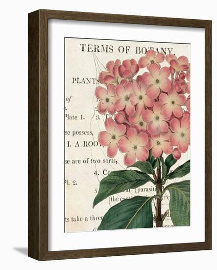 Bicolor Phlox Botany-Sue Schlabach-Framed Art Print