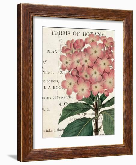 Bicolor Phlox Botany-Sue Schlabach-Framed Art Print