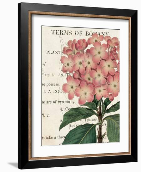Bicolor Phlox Botany-Sue Schlabach-Framed Art Print