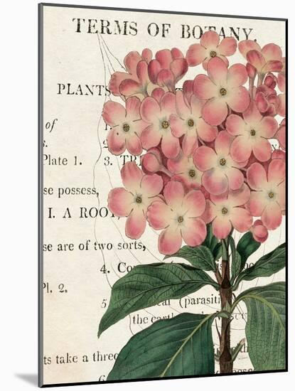 Bicolor Phlox Botany-Sue Schlabach-Mounted Art Print