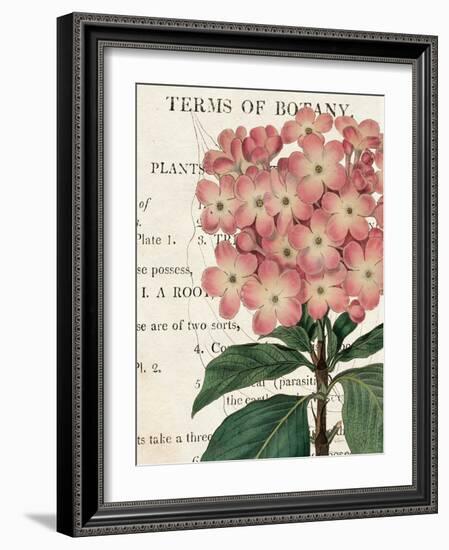 Bicolor Phlox Botany-Sue Schlabach-Framed Art Print