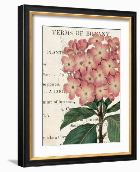 Bicolor Phlox Botany-Sue Schlabach-Framed Art Print