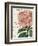 Bicolor Phlox Botany-Sue Schlabach-Framed Premium Giclee Print