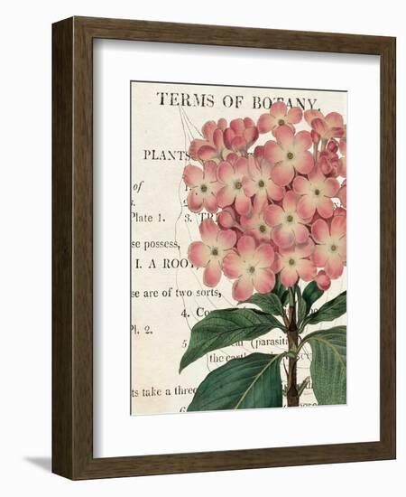 Bicolor Phlox Botany-Sue Schlabach-Framed Premium Giclee Print