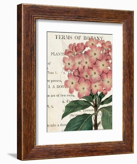 Bicolor Phlox Botany-Sue Schlabach-Framed Premium Giclee Print