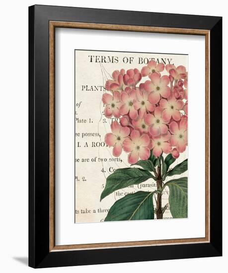 Bicolor Phlox Botany-Sue Schlabach-Framed Premium Giclee Print