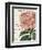 Bicolor Phlox Botany-Sue Schlabach-Framed Premium Giclee Print