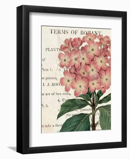 Bicolor Phlox Botany-Sue Schlabach-Framed Premium Giclee Print